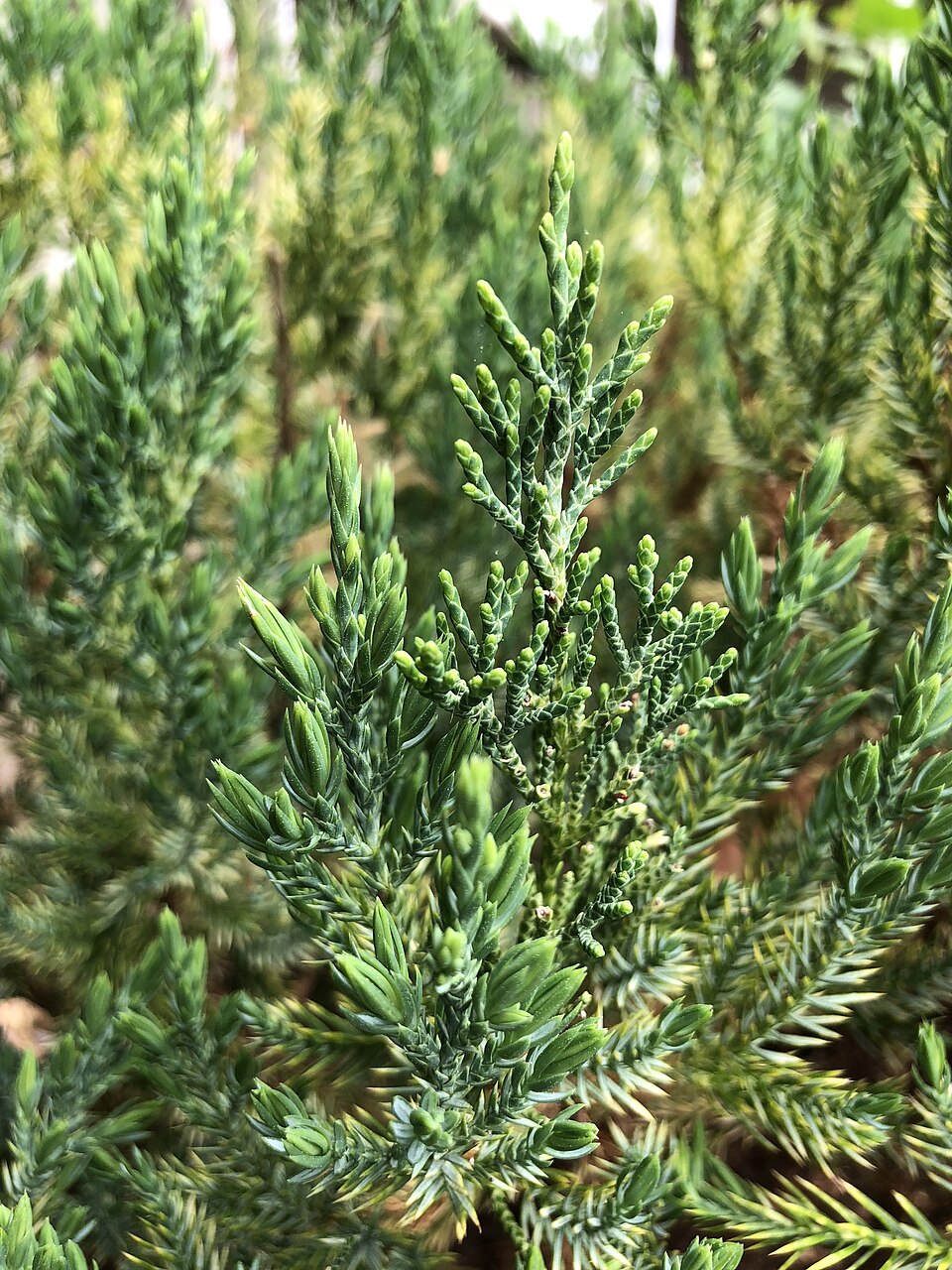 Juniperus chinensis 'Blue Point' (Blue Point Juniper)