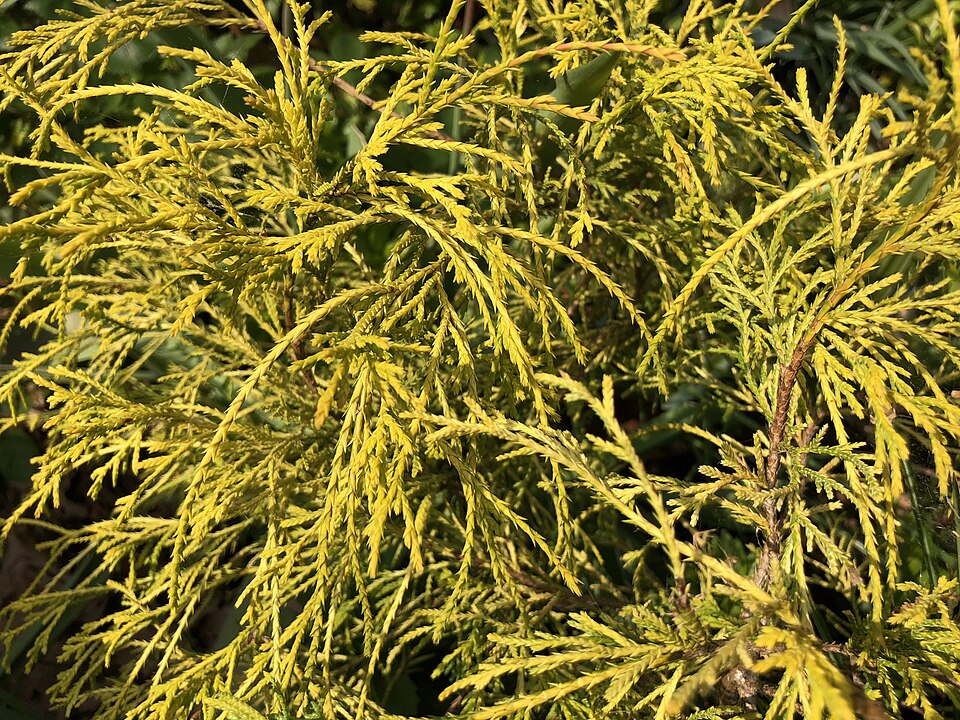 Chamaecyparis pisifera 'Sungold' (Sungold Falsecypress) (alternate view 2)