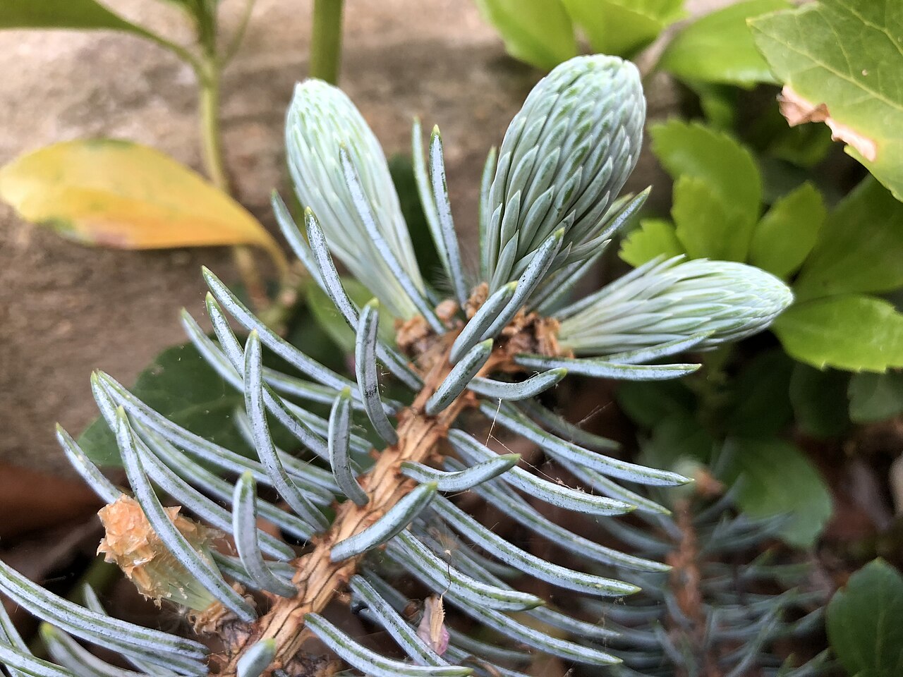 Picea pungens 'Hoopsii', Hoopsii blue spruce — upright evergreen (Pinaceae) (image 4 of 9)