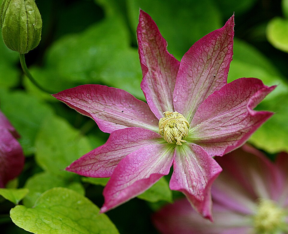 Clematis × 'Asao' (Asao Clematis)