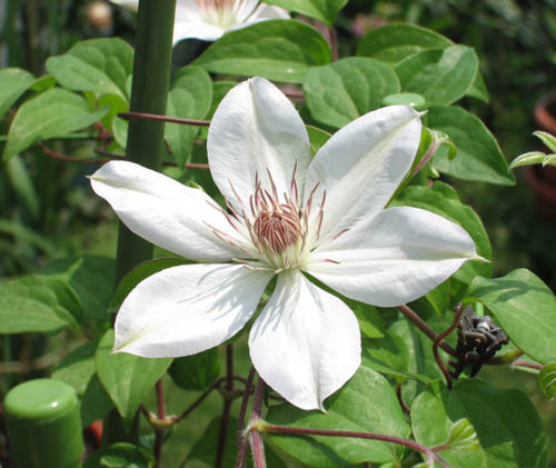 Clematis × 'Henryi' (Henryi Clematis)