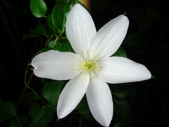 Clematis × 'Henryi' (Henryi Clematis) (alternate view 2)