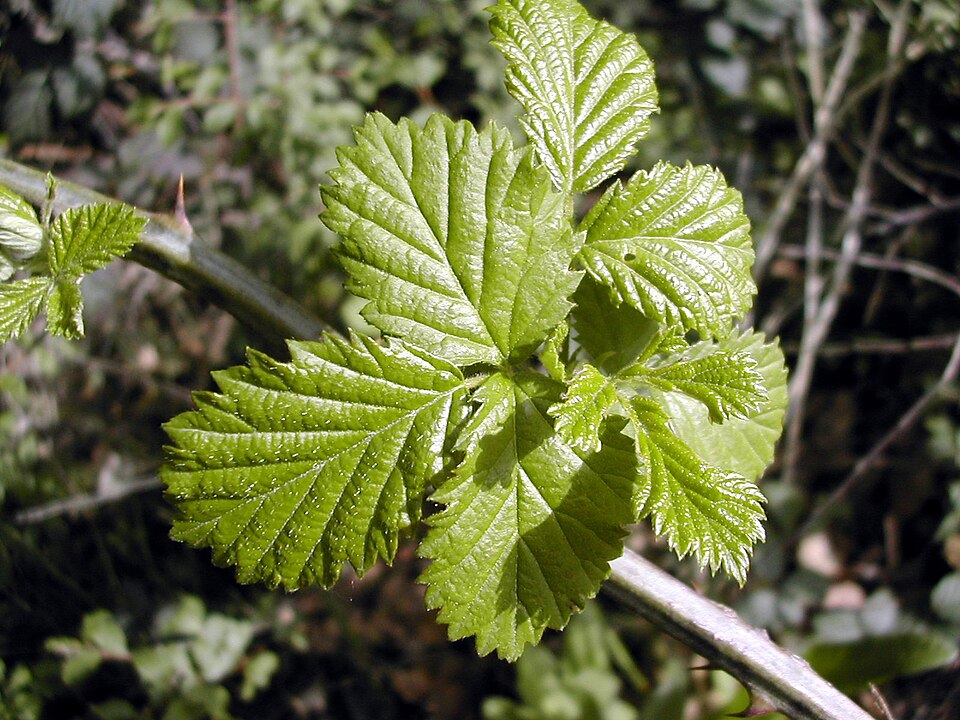 Rubus ulmifolius (elmleaf blackberry)