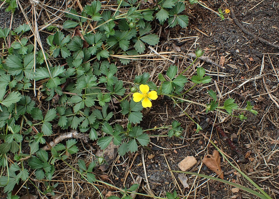 Potentilla anglica (English cinquefoil) (alternate view 7)