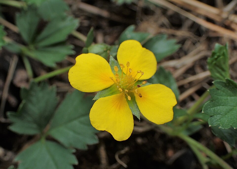 Potentilla anglica (English cinquefoil) (alternate view 8)