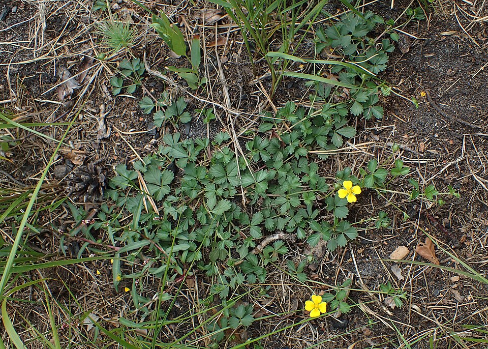 Potentilla anglica (English cinquefoil) (alternate view 9)