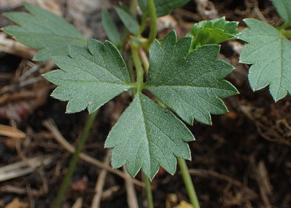 Potentilla anglica (English cinquefoil) (alternate view 10)