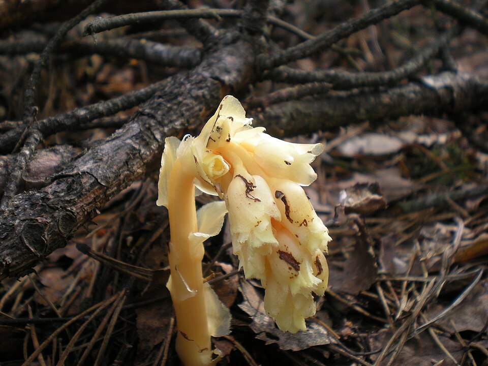 Monotropa hypopitys (pinesap)