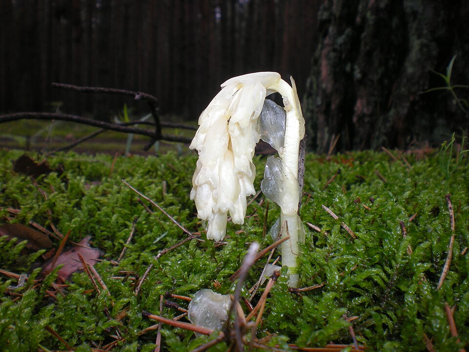 Monotropa hypopitys (pinesap)