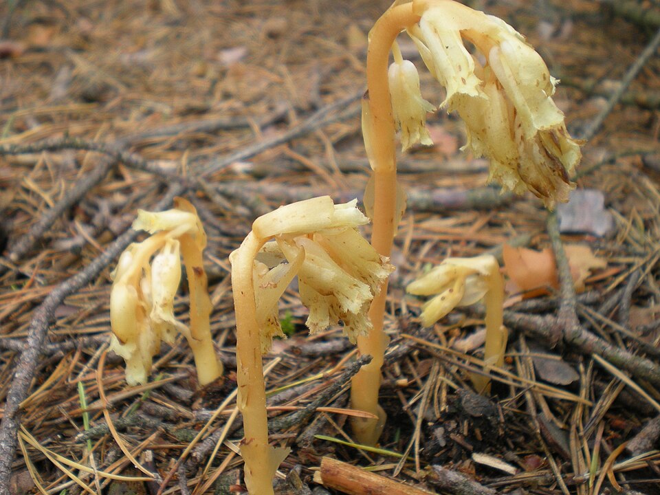 Monotropa hypopitys (pinesap)