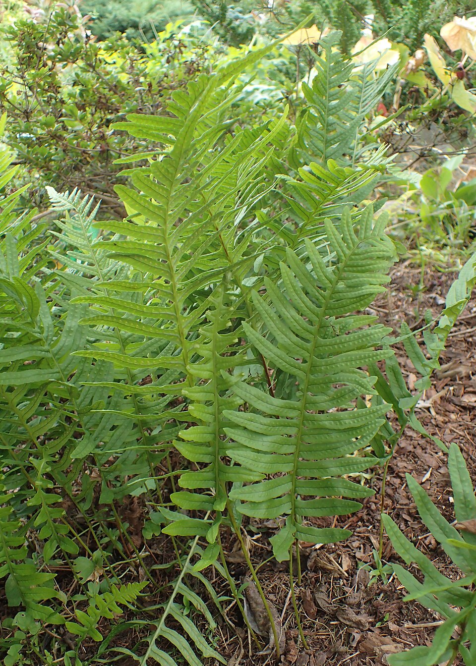 Polypodium interjectum (intermediate polypody)