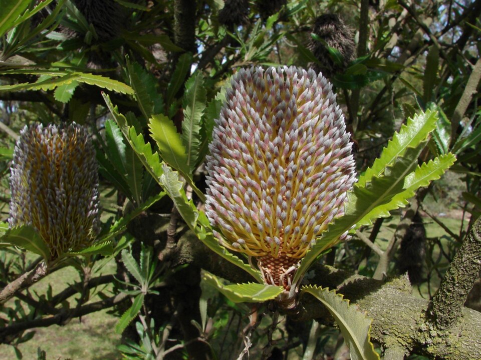 Banksia aemula (Wallum banksia) (alternate view 3)