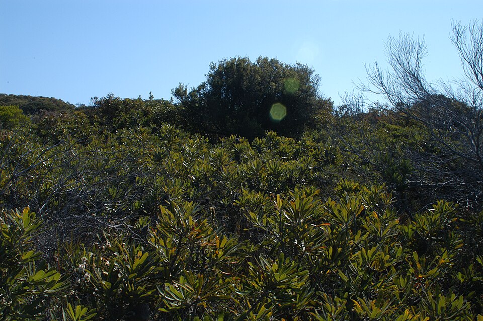 Banksia aemula (Wallum banksia) (alternate view 4)