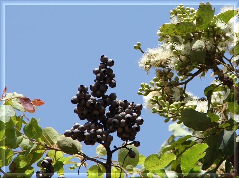 Corymbia torelliana (cadaghi)