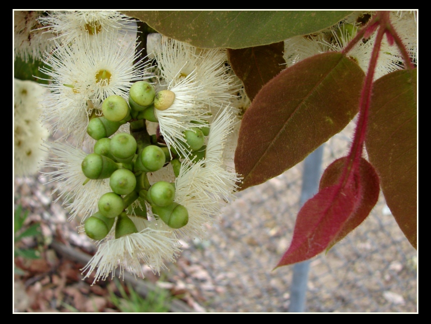 Corymbia torelliana (cadaghi) (alternate view 2)