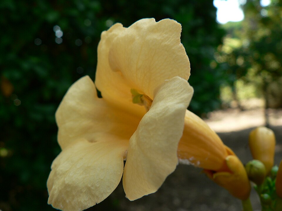 Campsis (trumpet vines)
