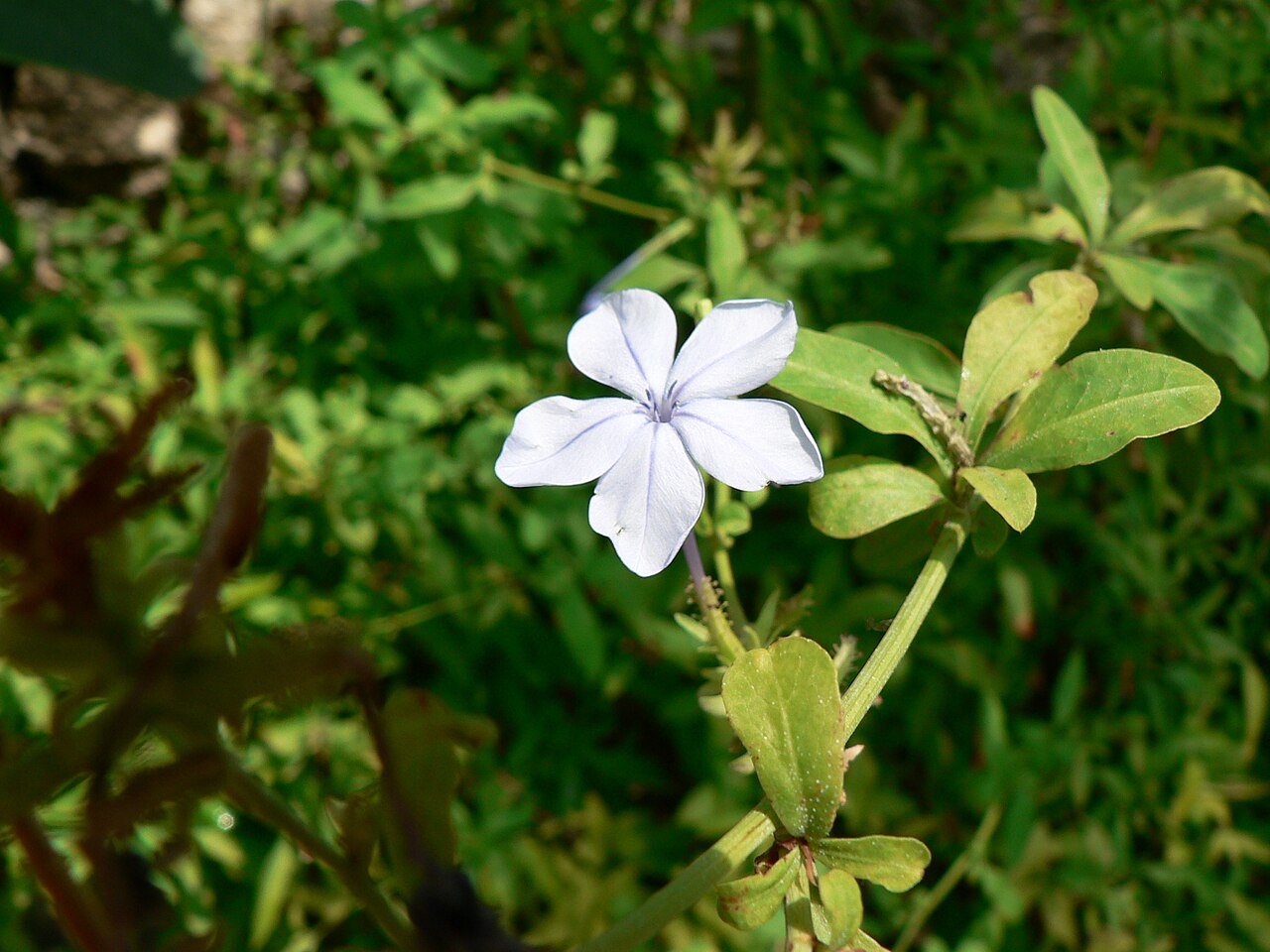 Plumbago auriculata, Cape plumbago — spreading evergreen (Plumbaginaceae) (image 4 of 10)