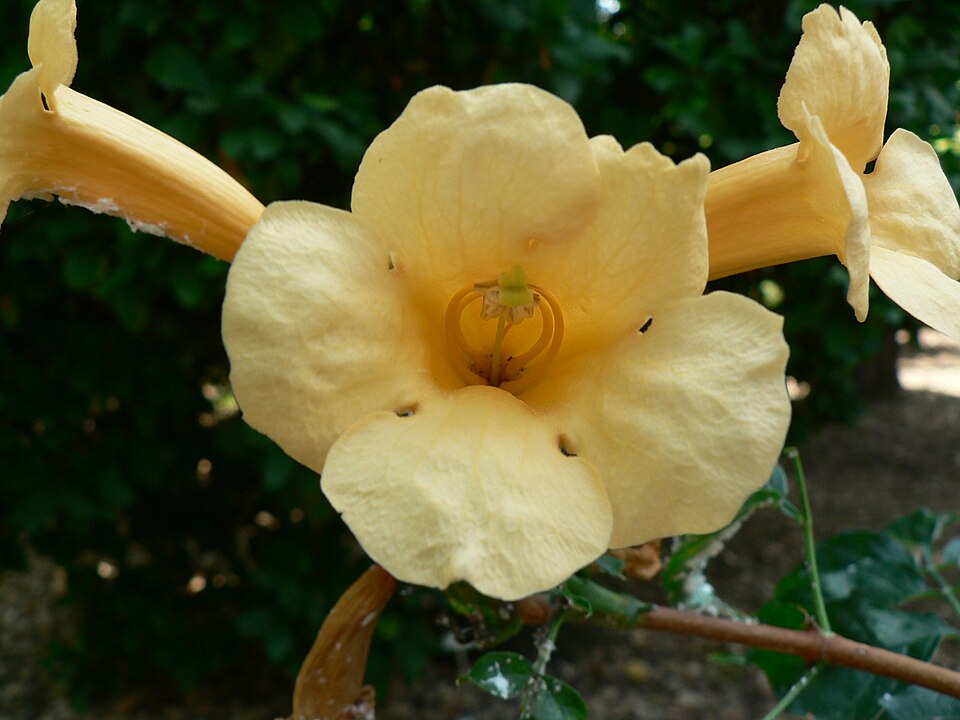 Campsis (trumpet vines) (alternate view 2)