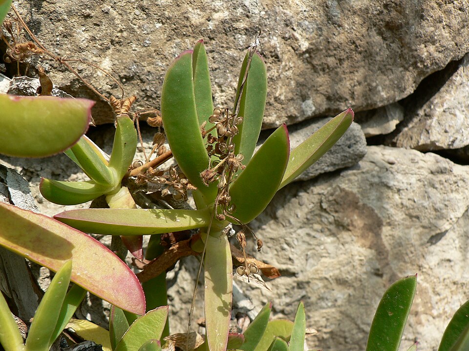 Carpobrotus edulis (sea fig)