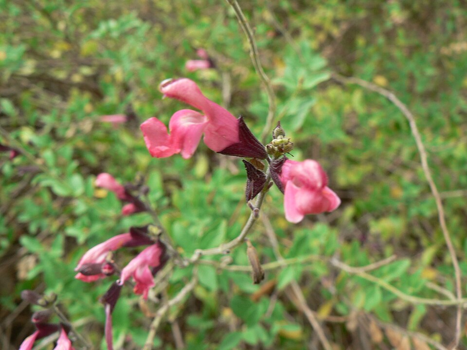 Salvia microphylla (Baby Sage)