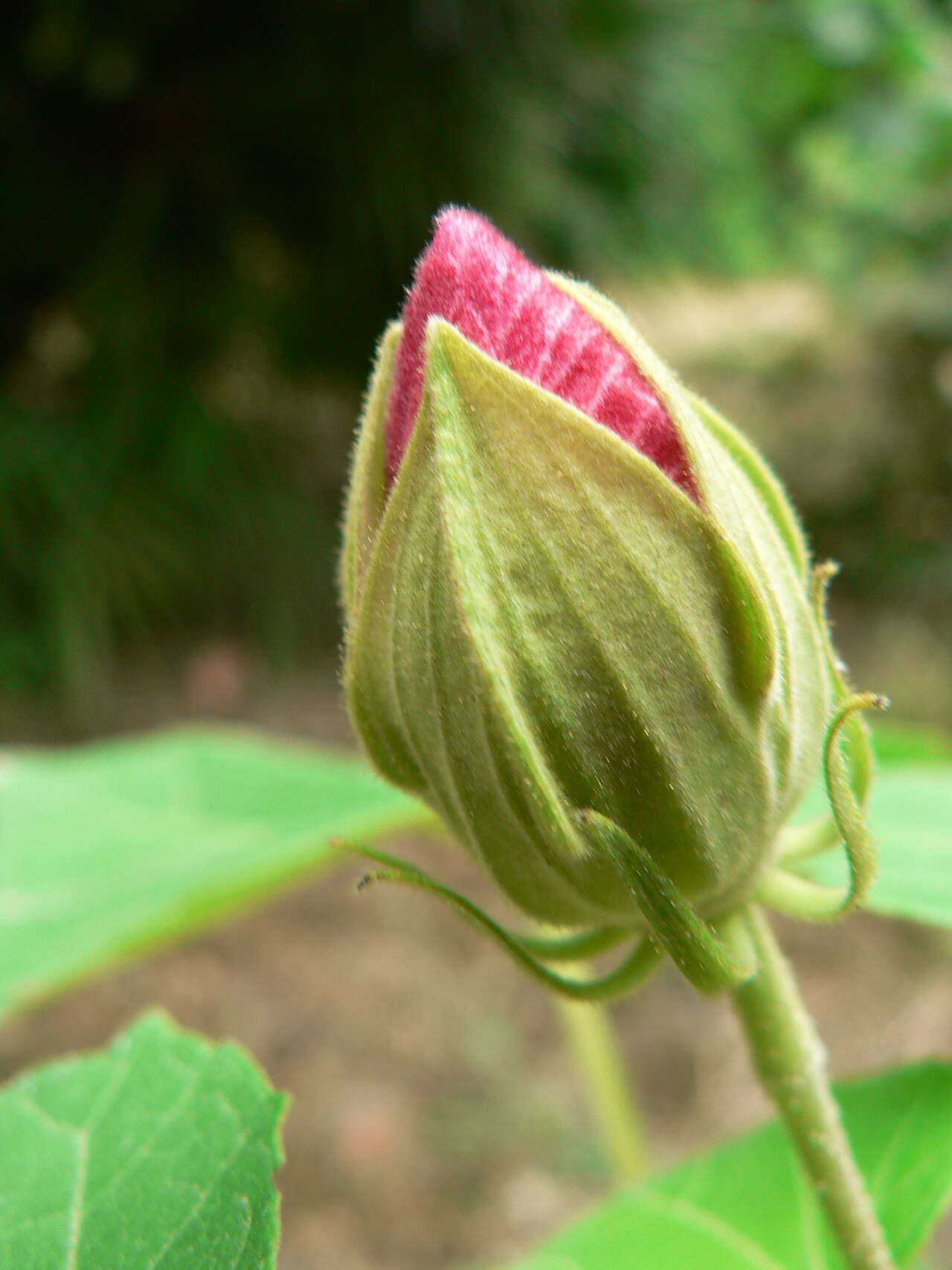 Hibiscus mutabilis, Confederate rose — upright deciduous (Malvaceae) (image 1 of 10)