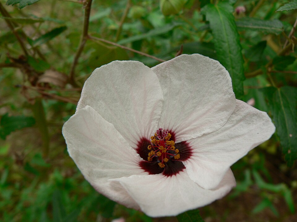 Hibiscus trionum (flower-of-an-hour) (alternate view 6)