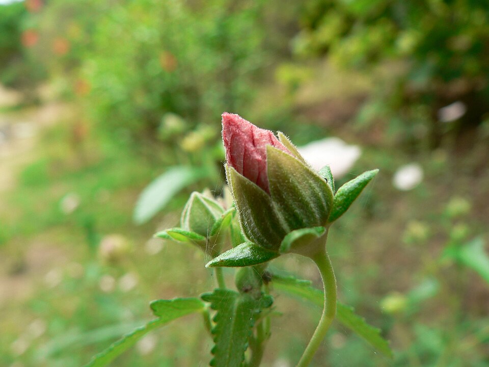 Hibiscus trionum (flower-of-an-hour) (alternate view 7)