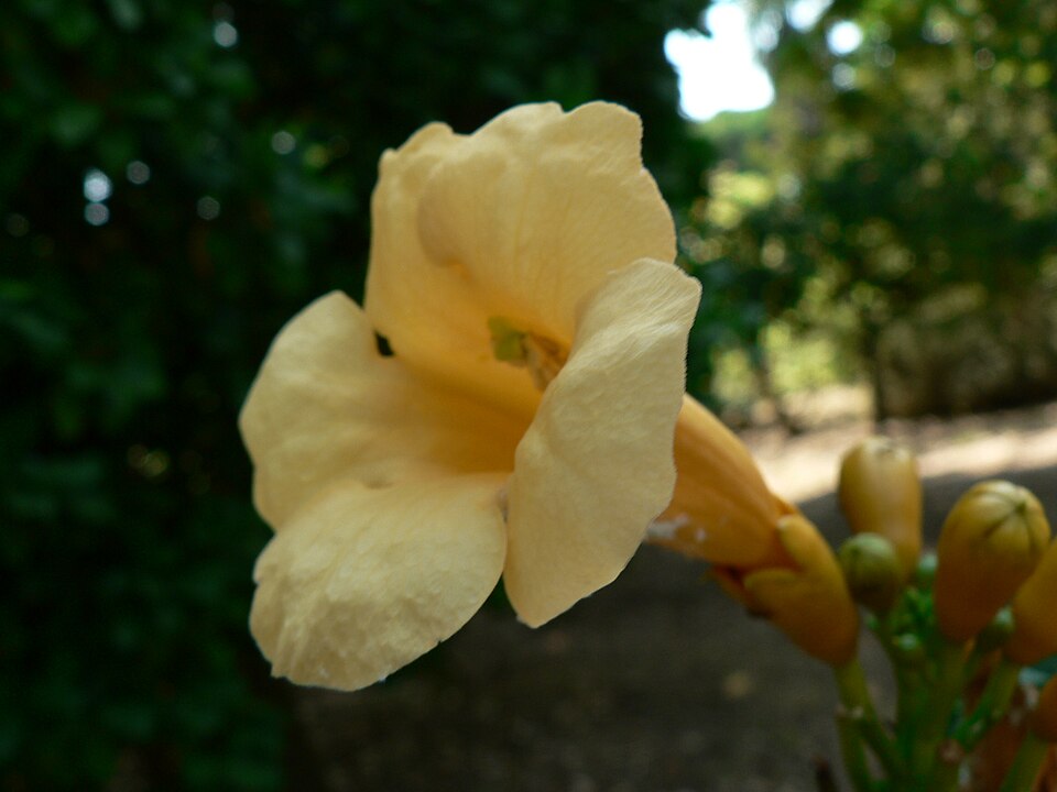 Campsis (trumpet vines) (alternate view 3)