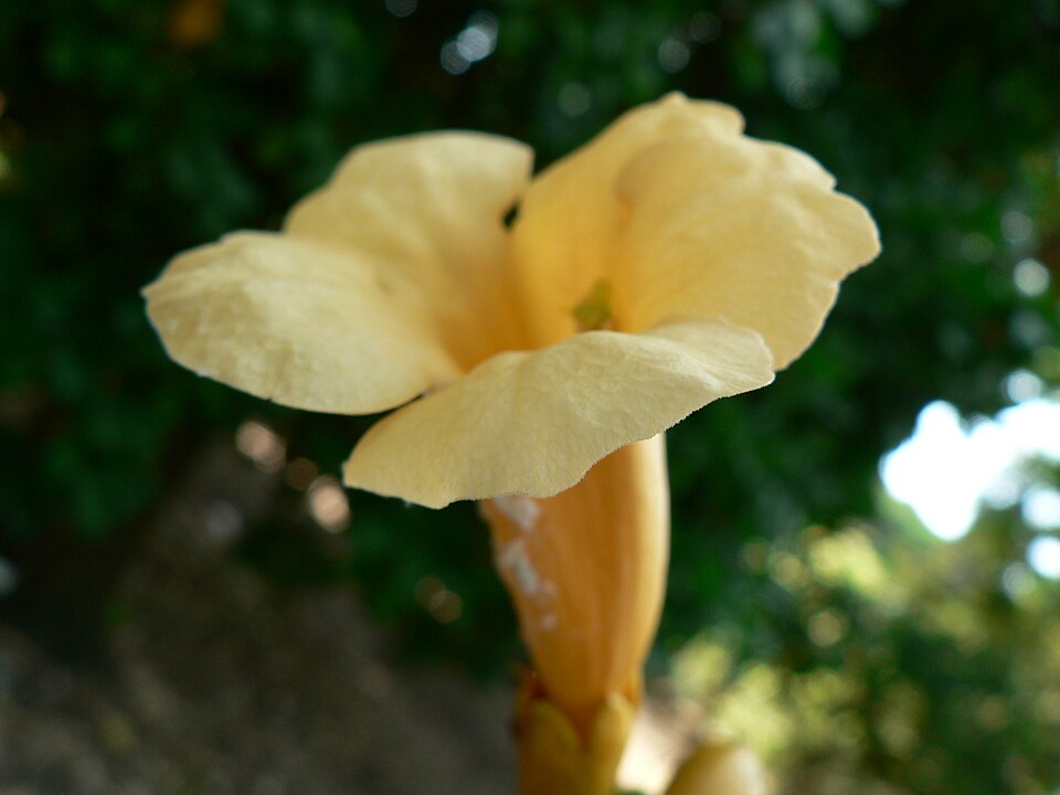 Campsis (trumpet vines) (alternate view 4)