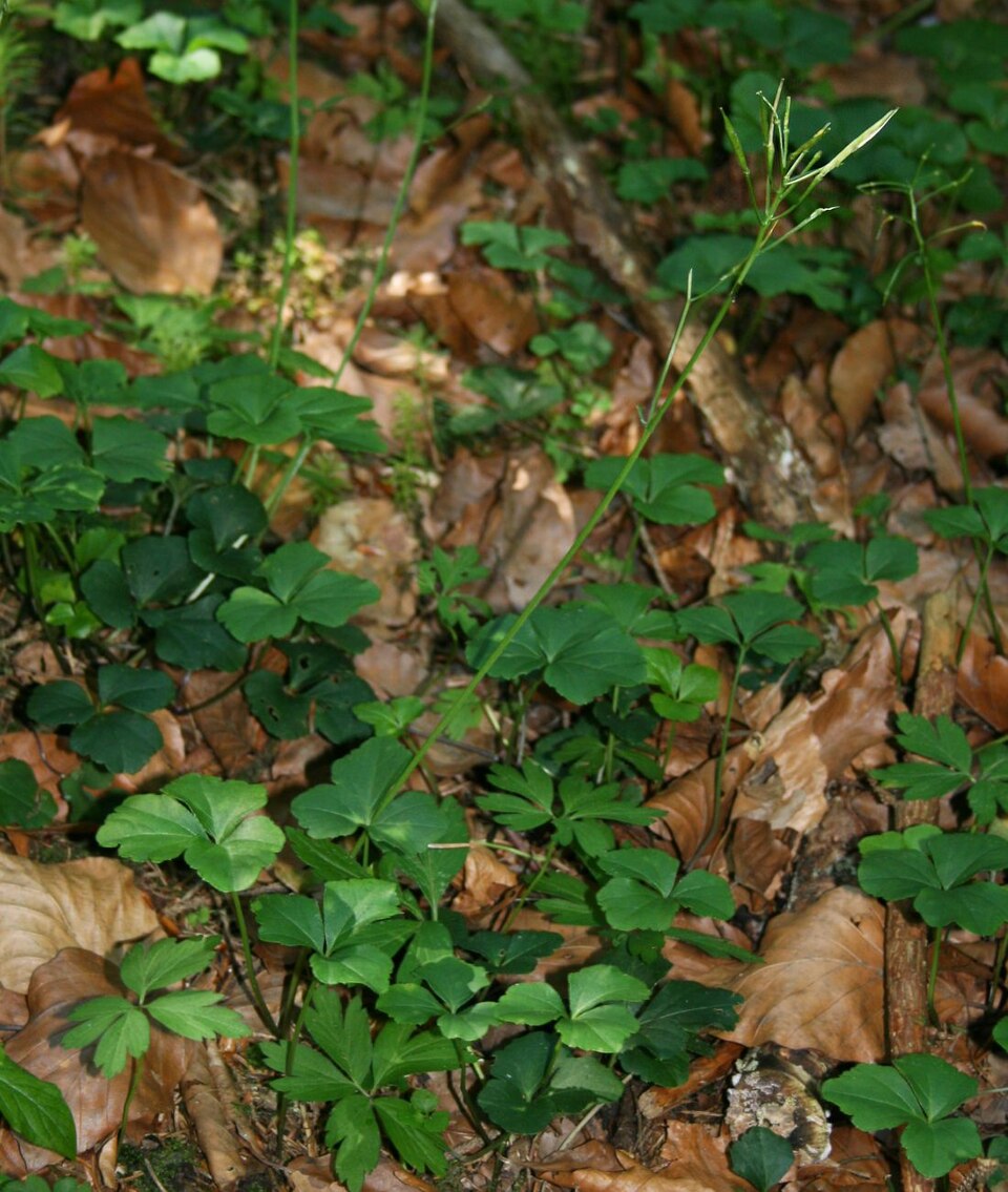 Cardamine trifolia (toothwort) (alternate view 10)