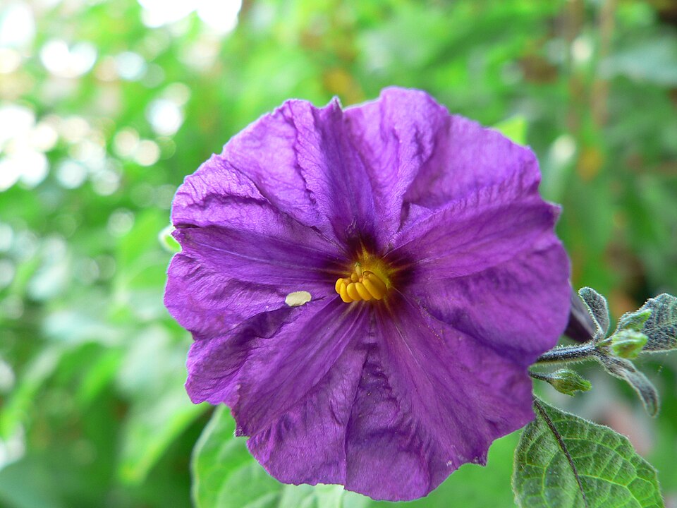 Lycianthes (alternate view 3)