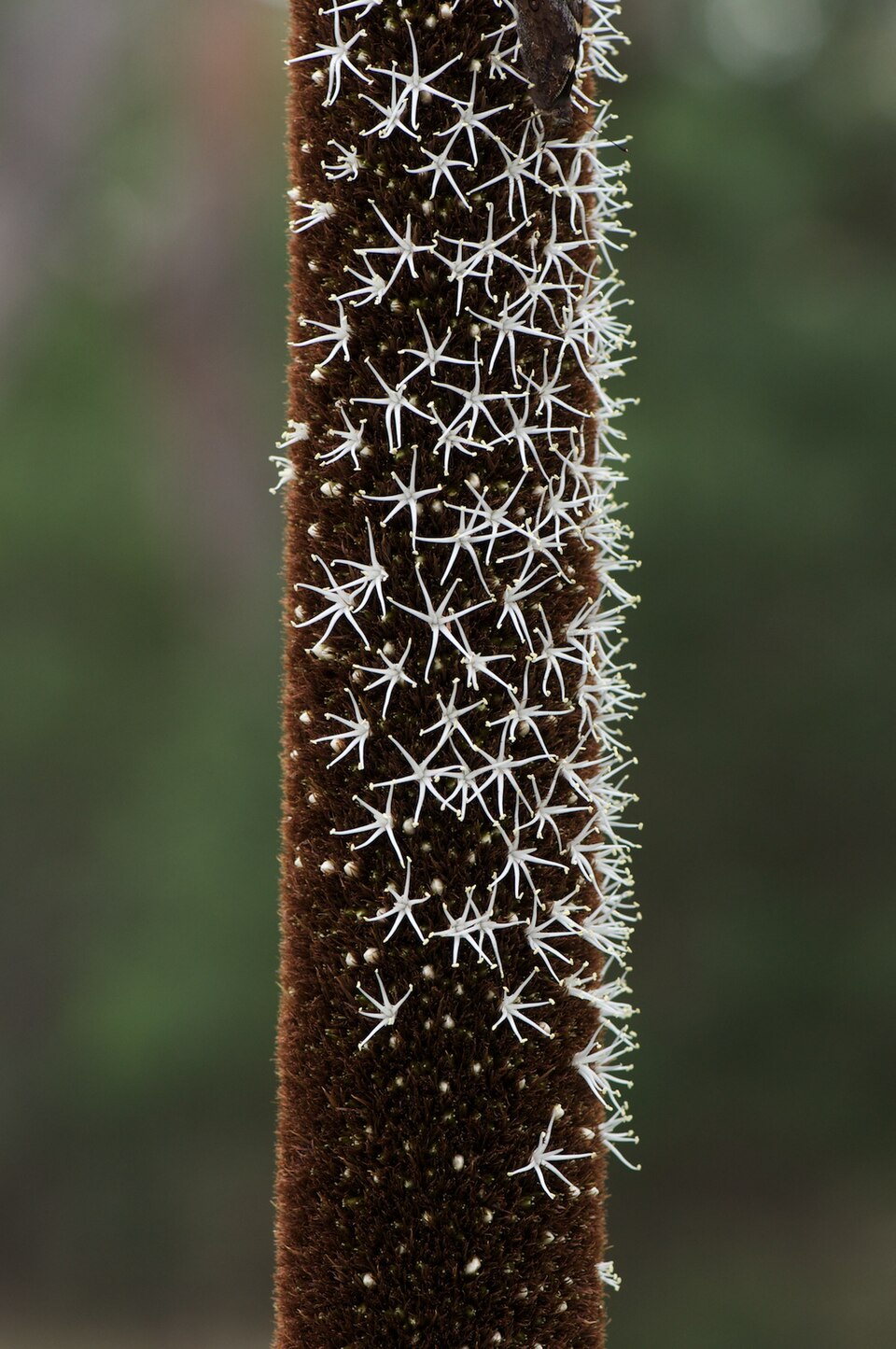 Xanthorrhoea australis (Austral Grass-tree) (alternate view 7)