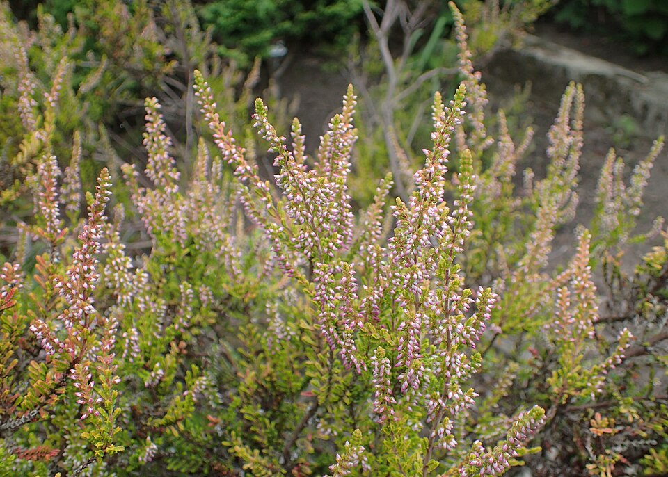 Calluna vulgaris 'Firefly' (Firefly Heather)