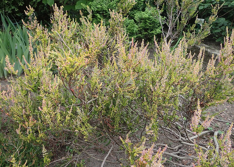 Calluna vulgaris 'Firefly' (Firefly Heather) (alternate view 2)