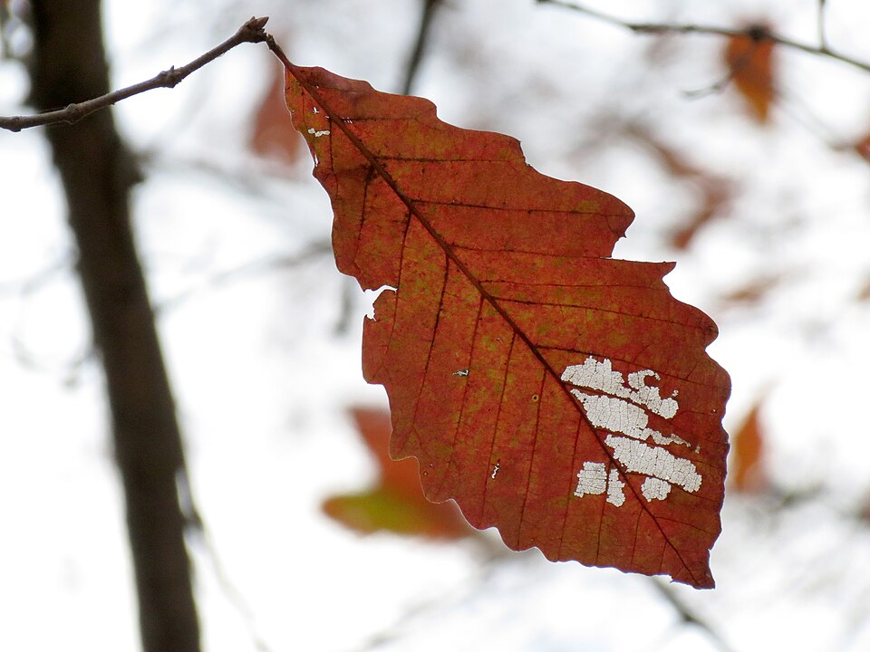 Quercus michauxii (swamp chestnut oak) (alternate view 3)