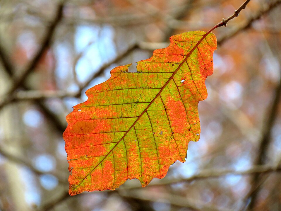 Quercus michauxii (swamp chestnut oak) (alternate view 4)