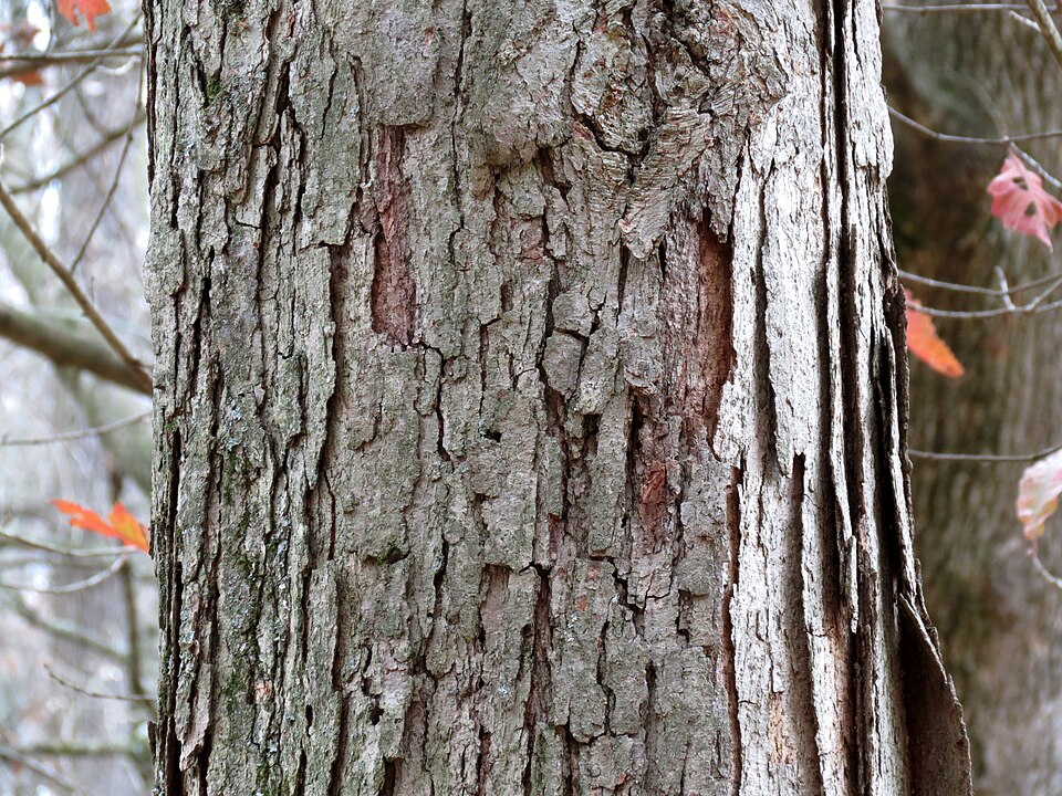 Quercus michauxii (swamp chestnut oak) (alternate view 5)