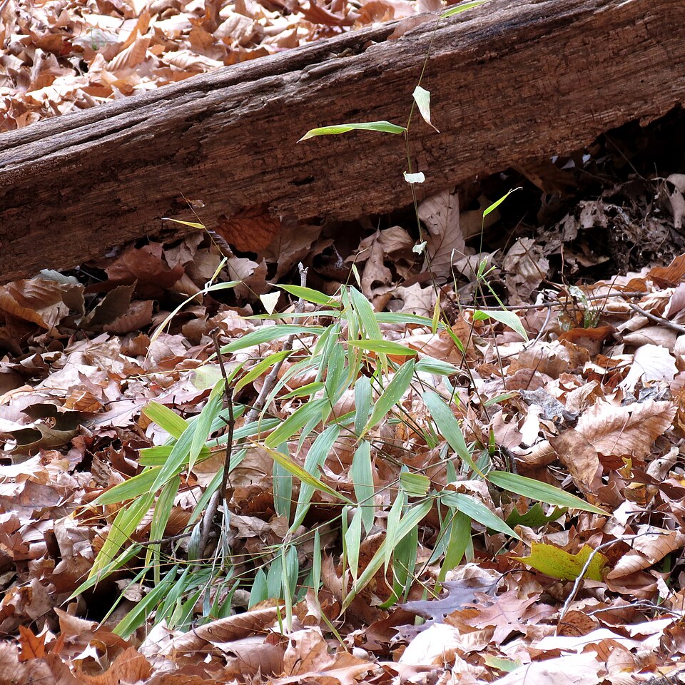 Microstegium vimineum (Japanese stiltgrass)