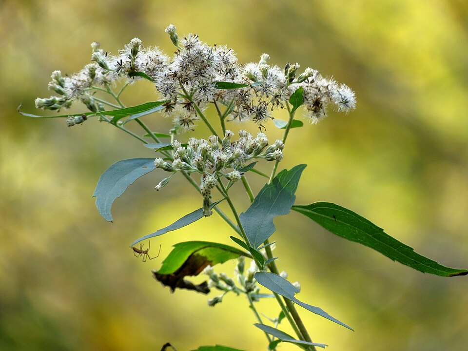 Eupatorium altissimum (tall boneset) (alternate view 10)