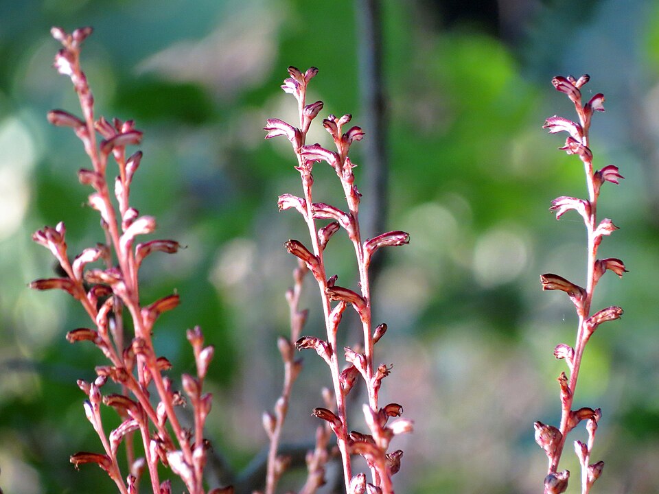 Epifagus virginiana (Beechdrops) (alternate view 5)