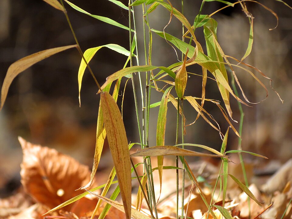 Microstegium vimineum (Japanese stiltgrass)