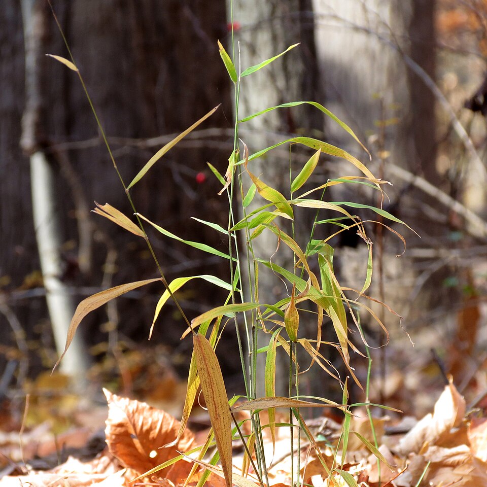 Microstegium vimineum (Japanese stiltgrass)