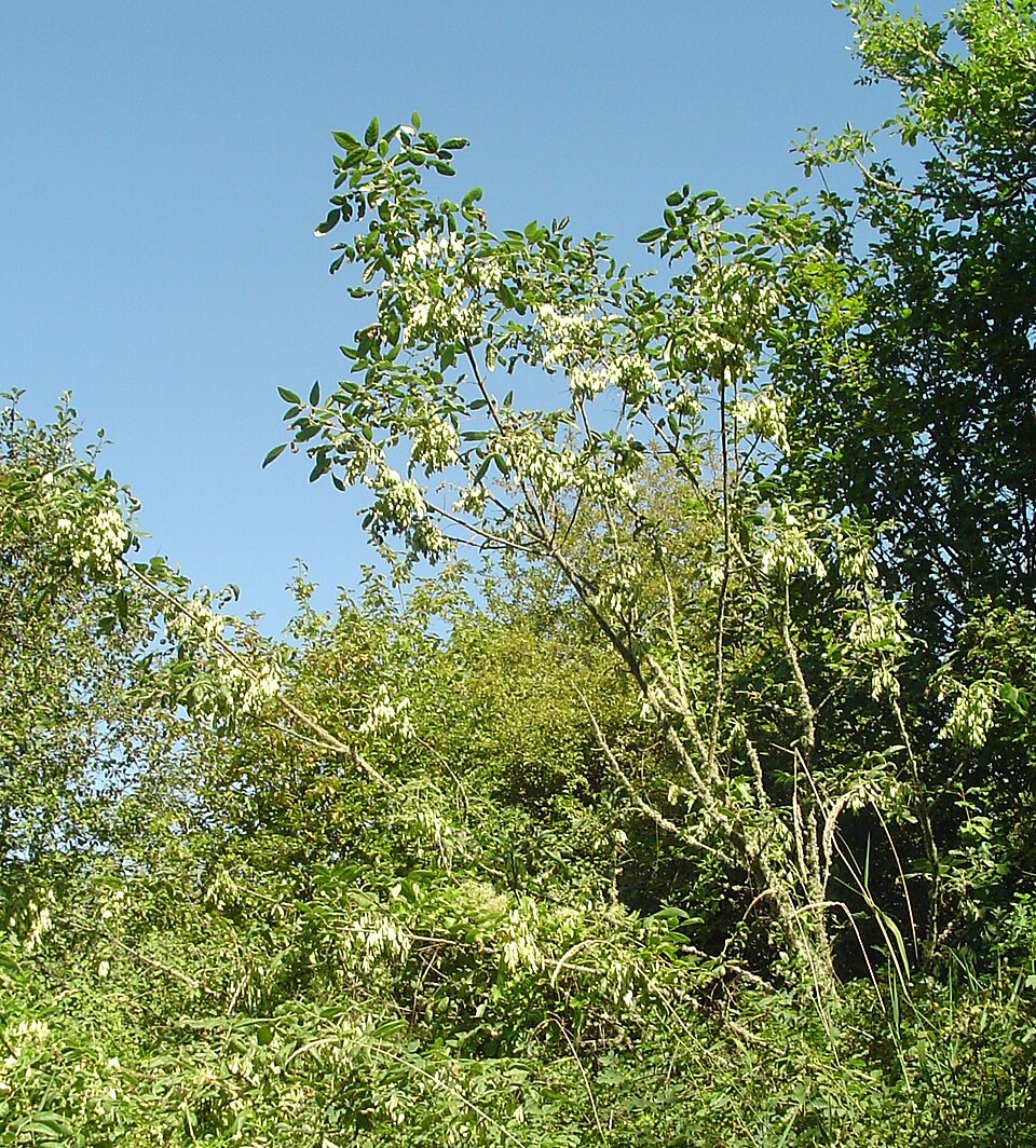 Fraxinus latifolia (Oregon ash) (alternate view 9)
