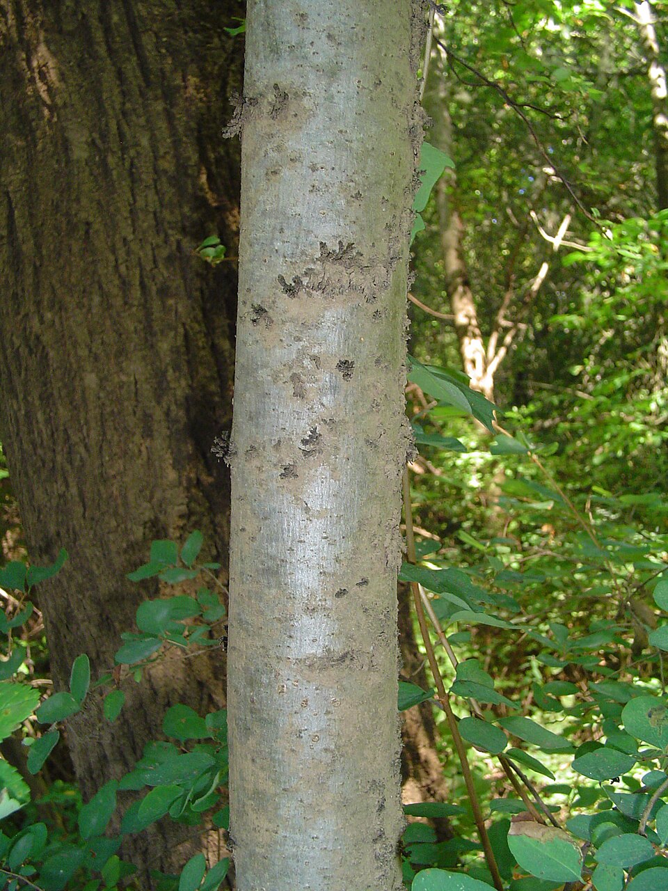 Fraxinus latifolia (Oregon ash) (alternate view 10)