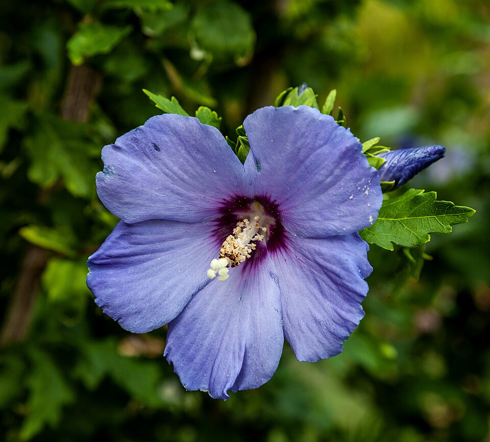 Hibiscus syriacus 'Oiseau Bleu' (Bluebird Rose of Sharon) (alternate view 2)