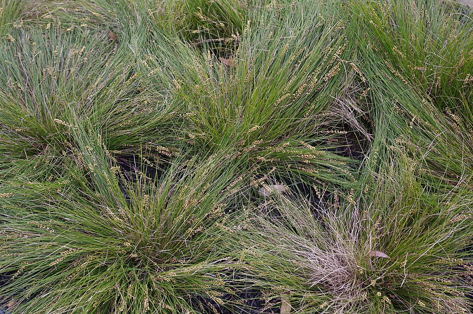 Lomandra confertifolia (clumped matrush) (alternate view 6)