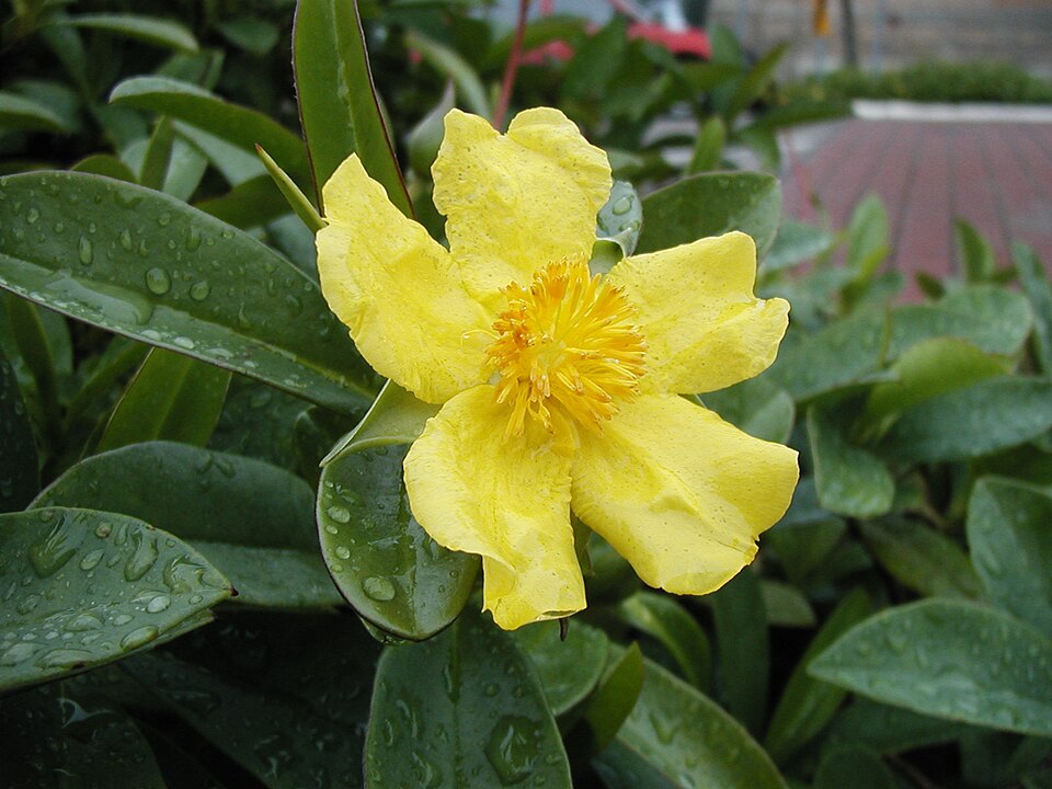 Hibbertia scandens (Climbing Guinea flower)