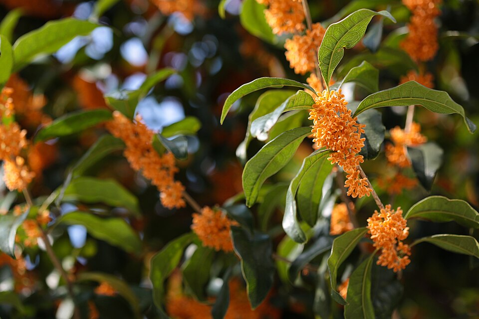 Osmanthus fragrans (Sweet Osmanthus) (alternate view 6)