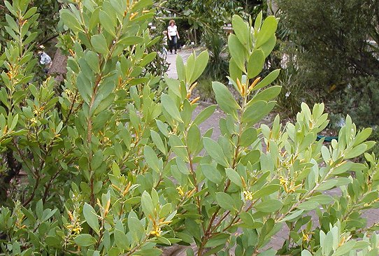 Persoonia lanceolata (Lance-leaf Geebung) (alternate view 6)