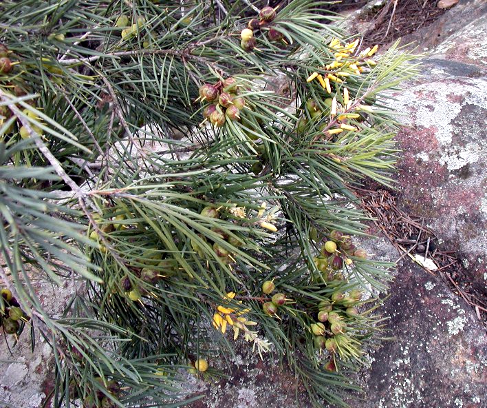 Persoonia linearis (Narrow-leaf Geebung) (alternate view 6)